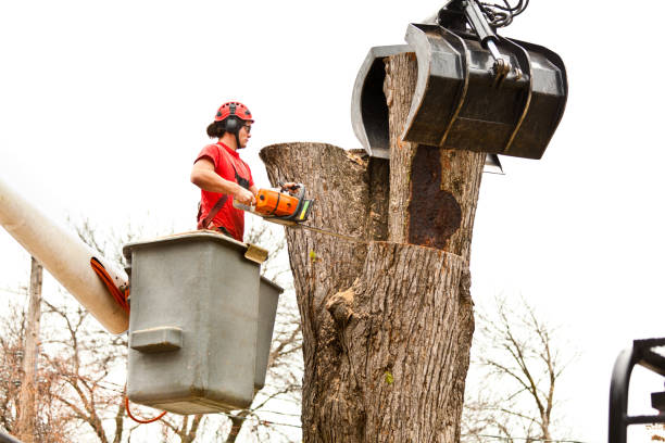 How Our Tree Care Process Works  in  Castle Point, MO